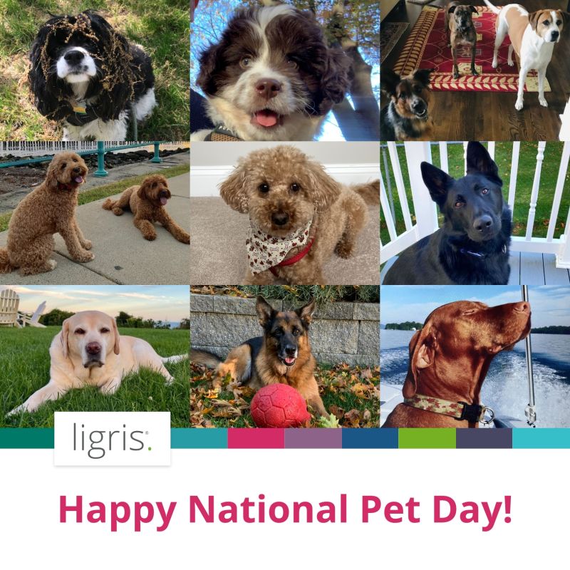 Ligris National Pet Day